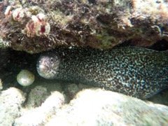 Spotted Morey Eel